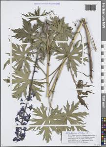 Delphinium elatum L., Siberia, Baikal & Transbaikal region (S4) (Russia)