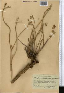 Semenovia dasycarpa (Regel & Schmalh.) Korovin ex Pimenov & V. N. Tikhom., Middle Asia, Western Tian Shan & Karatau (M3) (Kazakhstan)