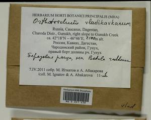 Lewinskya vladikavkana (Venturi) F. Lara, Garilleti & Goffinet, Bryophytes, Bryophytes - North Caucasus & Ciscaucasia (B12) (Russia)