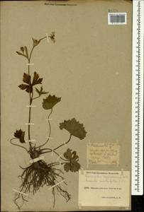 Ranunculus cappadocicus Willd., Caucasus, Krasnodar Krai & Adygea (K1a) (Russia)