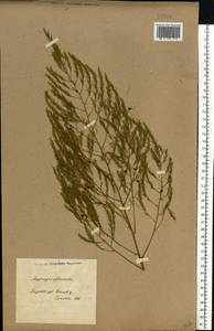Asparagus officinalis L., Eastern Europe, North Ukrainian region (E11) (Ukraine)