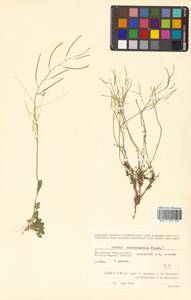 Arabidopsis lyrata subsp. kamchatica (Fisch. ex DC.) O'Kane & Al-Shehbaz, Siberia, Chukotka & Kamchatka (S7) (Russia)