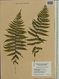 Athyrium filix-femina (L.) Roth, Eastern Europe, West Ukrainian region (E13) (Ukraine)