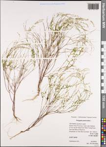 Polygala paniculata L., South Asia, South Asia (Asia outside ex-Soviet states and Mongolia) (ASIA) (Vietnam)