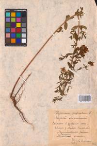 Hypericum perforatum L., Eastern Europe, Central region (E4) (Russia)