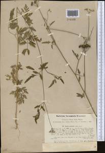 Torilis arvensis (Huds.) Link, Middle Asia, Syr-Darian deserts & Kyzylkum (M7) (Uzbekistan)