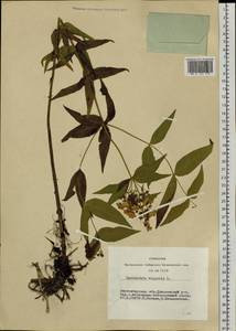 Lysimachia vulgaris L., Siberia, Western Siberia (S1) (Russia)