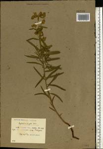 Euphorbia virgata Waldst. & Kit., Eastern Europe, Belarus (E3a) (Belarus)