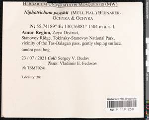 Niphotrichum panschii (Müll. Hal.) Bedn.-Ochyra & Ochyra, Bryophytes, Bryophytes - Russian Far East (excl. Chukotka & Kamchatka) (B20) (Russia)