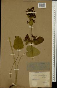 Betonica macrantha K.Koch, Caucasus, Stavropol Krai, Karachay-Cherkessia & Kabardino-Balkaria (K1b) (Russia)