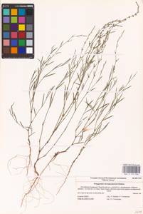 Polygonum patulum M.Bieb., Eastern Europe, Lower Volga region (E9) (Russia)