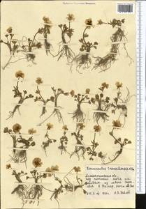 Ranunculus transiliensis Popov ex Gamajun., Middle Asia, Northern & Central Tian Shan (M4) (Kazakhstan)