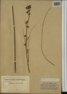 Cladium mariscus (L.) Pohl, Western Europe (EUR) (Germany)