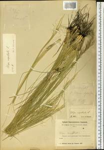 Stipa capillata L., Siberia, Altai & Sayany Mountains (S2) (Russia)