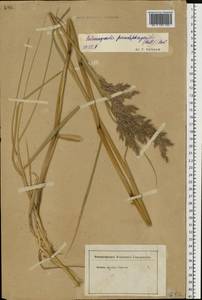 Calamagrostis pseudophragmites (Haller f.) Koeler, Eastern Europe, Lower Volga region (E9) (Russia)