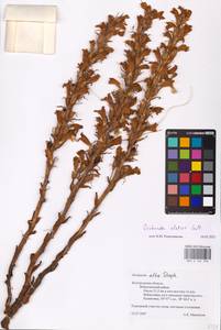 MHA 0 162 396, Orobanche elatior, Eastern Europe, Central forest-and-steppe region (E6) (Russia)