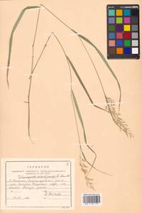 Calamagrostis sachalinensis F.Schmidt, Siberia, Russian Far East (S6) (Russia)