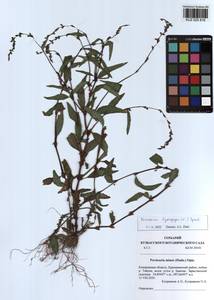 Persicaria hydropiper (L.) Spach, Siberia, Altai & Sayany Mountains (S2) (Russia)