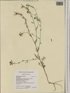Nigella arvensis L., Western Europe (EUR) (Bulgaria)