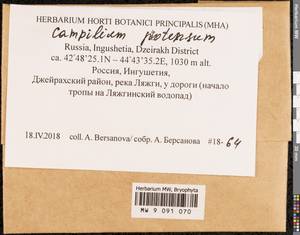 Campylium protensum (Brid.) Kindb., Bryophytes, Bryophytes - North Caucasus & Ciscaucasia (B12) (Russia)