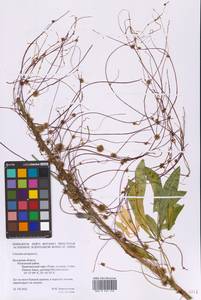 Cuscuta europaea L., Eastern Europe, Central region (E4) (Russia)