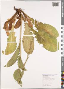 Crepis pannonica (Jacq.) C. Koch, Caucasus, Black Sea Shore (from Novorossiysk to Adler) (K3) (Russia)