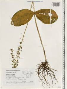 Neottia ovata (L.) Bluff & Fingerh., Eastern Europe, Central region (E4) (Russia)