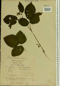 Rubus nessensis Hall, Eastern Europe, Belarus (E3a) (Belarus)