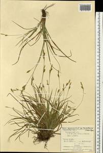 Carex depressa Link, Eastern Europe, West Ukrainian region (E13) (Ukraine)