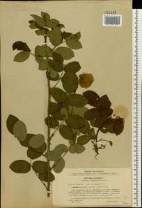 Rosa ×centifolia L., Eastern Europe, North Ukrainian region (E11) (Ukraine)