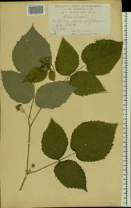 Rubus idaeus L., Eastern Europe, Central forest-and-steppe region (E6) (Russia)