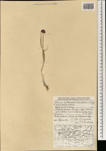 Allium tytthocephalum Schult. & Schult.f., Mongolia (MONG) (Mongolia)