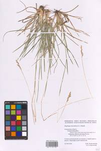 Danthonia decumbens (L.) DC., Eastern Europe, Western region (E3) (Russia)