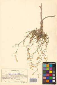 Lepidium lyratum L., Eastern Europe, Lower Volga region (E9) (Russia)