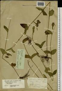 Clinopodium chinense (Benth.) Kuntze, Siberia, Russian Far East (S6) (Russia)