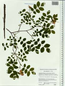 Rosa davurica Pall., Siberia, Russian Far East (S6) (Russia)