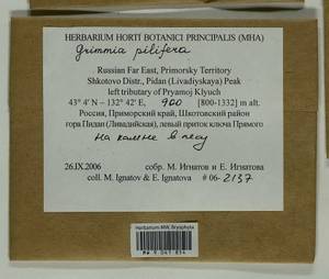 Grimmia pilifera P. Beauv., Bryophytes, Bryophytes - Russian Far East (excl. Chukotka & Kamchatka) (B20) (Russia)