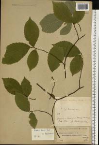 Ulmus laevis Pall., Eastern Europe, Central region (E4) (Russia)