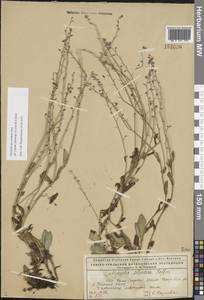 Myosotis decumbens Host, Eastern Europe, Northern region (E1) (Russia)