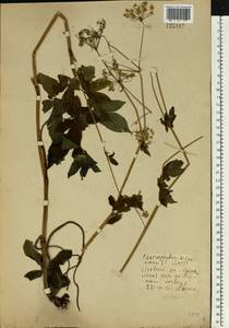 Chaerophyllum aromaticum L., Eastern Europe, Belarus (E3a) (Belarus)