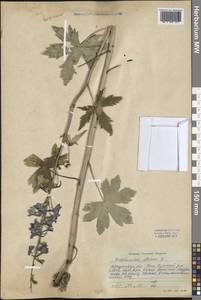 Delphinium elatum L., Siberia, Baikal & Transbaikal region (S4) (Russia)