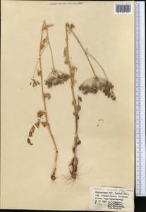 Oedibasis apiculata (Kar. & Kir.) Koso-Pol., Middle Asia, Western Tian Shan & Karatau (M3) (Kyrgyzstan)