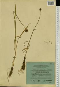Allium splendens Willd. ex Schult. & Schult.f., Siberia, Russian Far East (S6) (Russia)