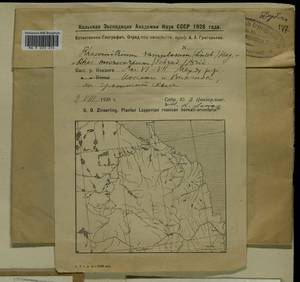 Bucklandiella microcarpos (Hedw.) Bedn.-Ochyra & Ochyra, Bryophytes, Bryophytes - Karelia, Leningrad & Murmansk Oblasts (B4) (Russia)