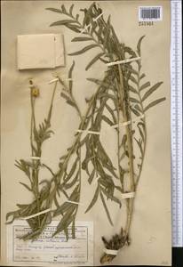 Rhaponticoides ruthenica (Lam.) M.V.Agab. & Greuter, Middle Asia, Dzungarian Alatau & Tarbagatai (M5) (Kazakhstan)