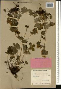 Geranium renardii Trautv. in Trautv., Regel, Maxim. & C. Winkl., Caucasus, Stavropol Krai, Karachay-Cherkessia & Kabardino-Balkaria (K1b) (Russia)