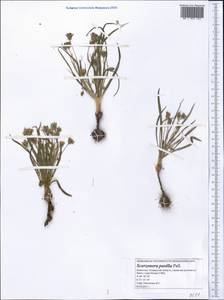 Takhtajaniantha pusilla (Pall.) Nazarova, Middle Asia, Caspian Ustyurt & Northern Aralia (M8) (Kazakhstan)