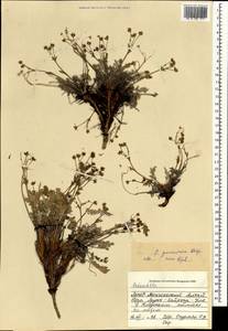 Potentilla pamirica Th. Wolf, Mongolia (MONG) (Mongolia)
