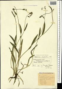 Bupleurum polyphyllum Ledeb., Caucasus, Stavropol Krai, Karachay-Cherkessia & Kabardino-Balkaria (K1b) (Russia)