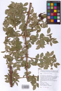 Rosa balsamica Besser, Eastern Europe, Rostov Oblast (E12a) (Russia)